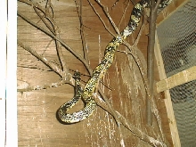 male spilotes